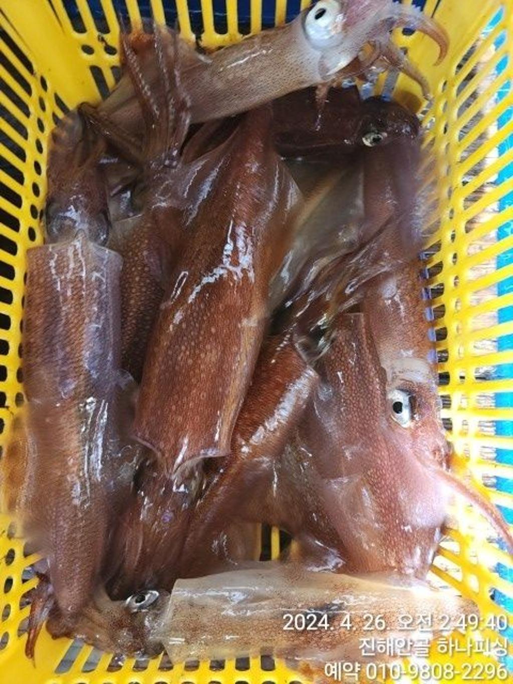 낚시뚜,한치,진해 안골항,진해 하나피싱,낚시뚜7
