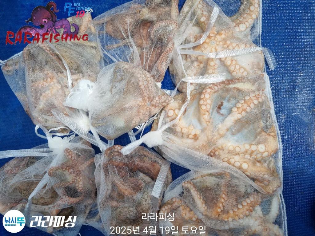 낚시뚜,돌문어,속천항(진해),라라피싱,낚시뚜35