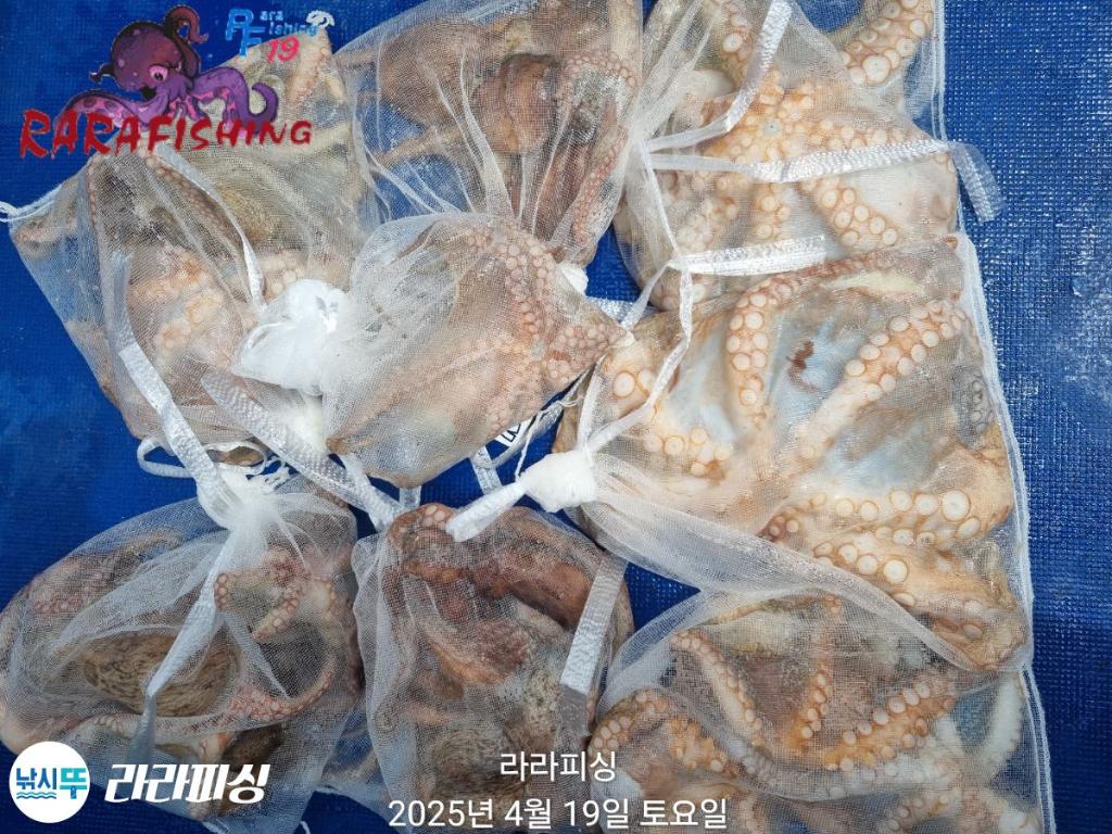 낚시뚜,돌문어,속천항(진해),라라피싱,낚시뚜34