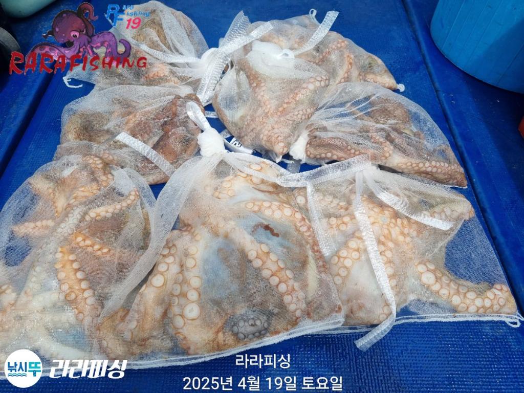 낚시뚜,돌문어,속천항(진해),라라피싱,낚시뚜33