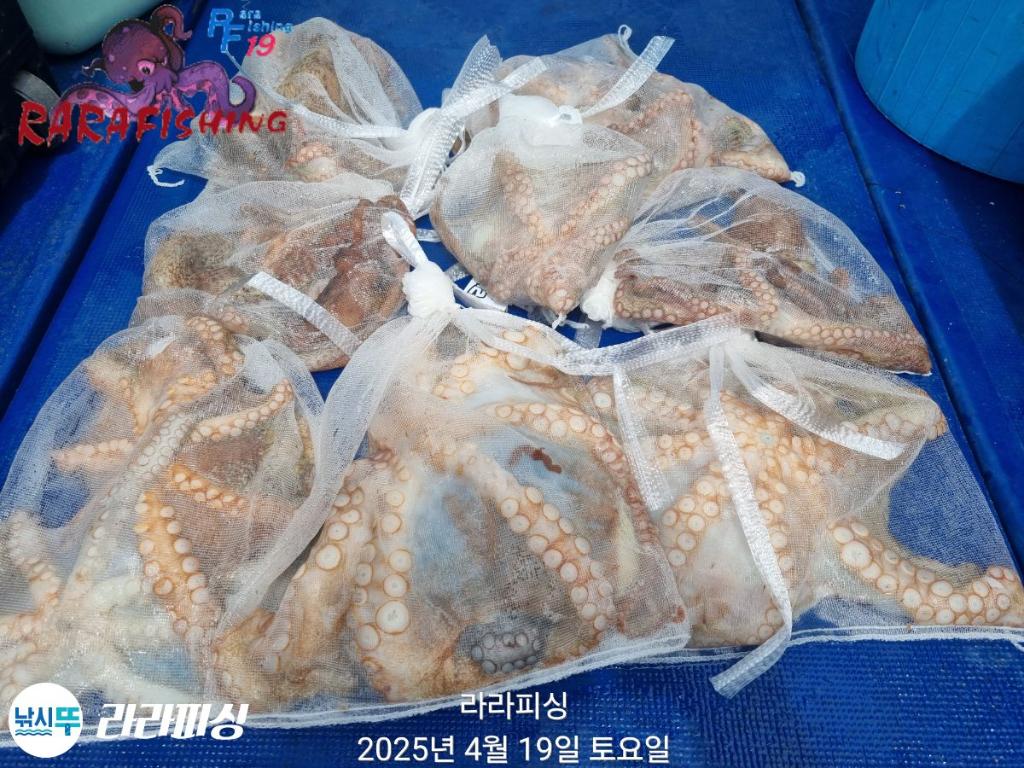 낚시뚜,돌문어,속천항(진해),라라피싱,낚시뚜32