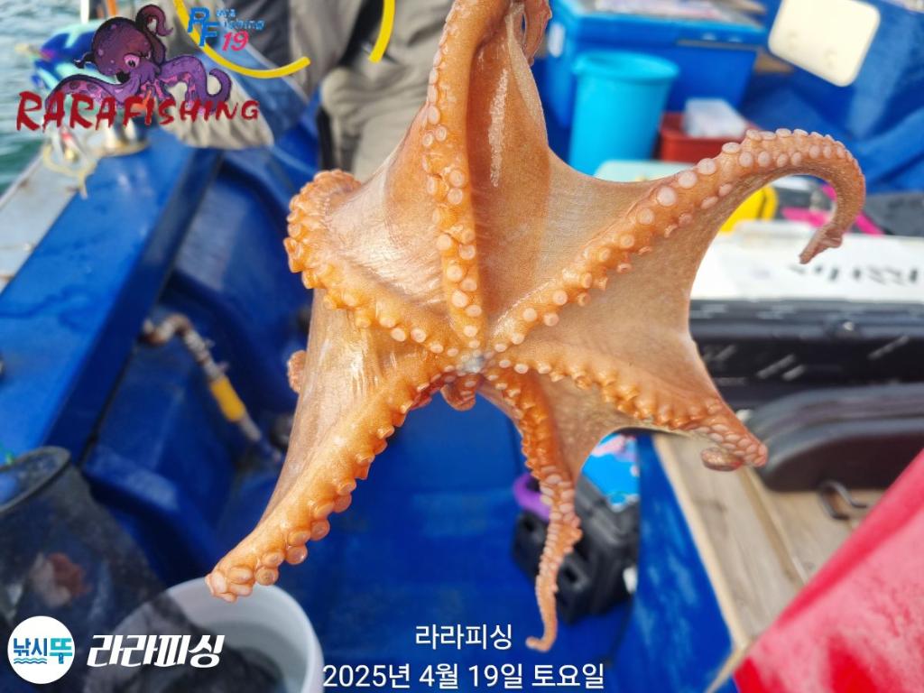 낚시뚜,돌문어,속천항(진해),라라피싱,낚시뚜23