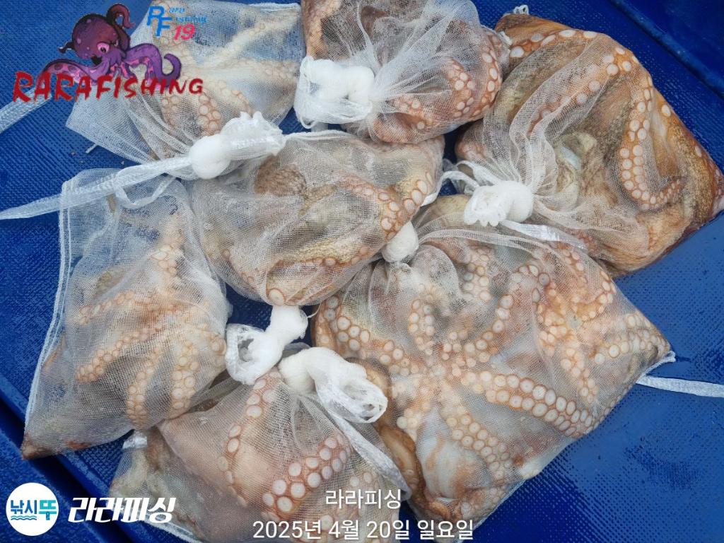 낚시뚜,돌문어,속천항(진해),라라피싱,낚시뚜17