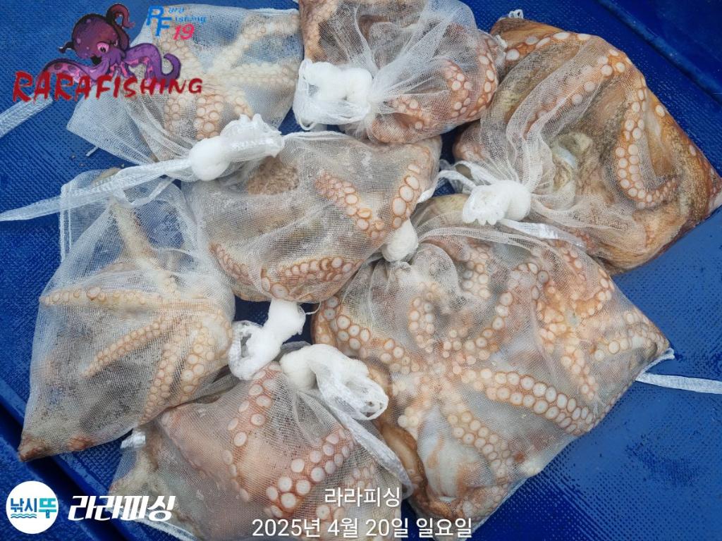 낚시뚜,돌문어,속천항(진해),라라피싱,낚시뚜16