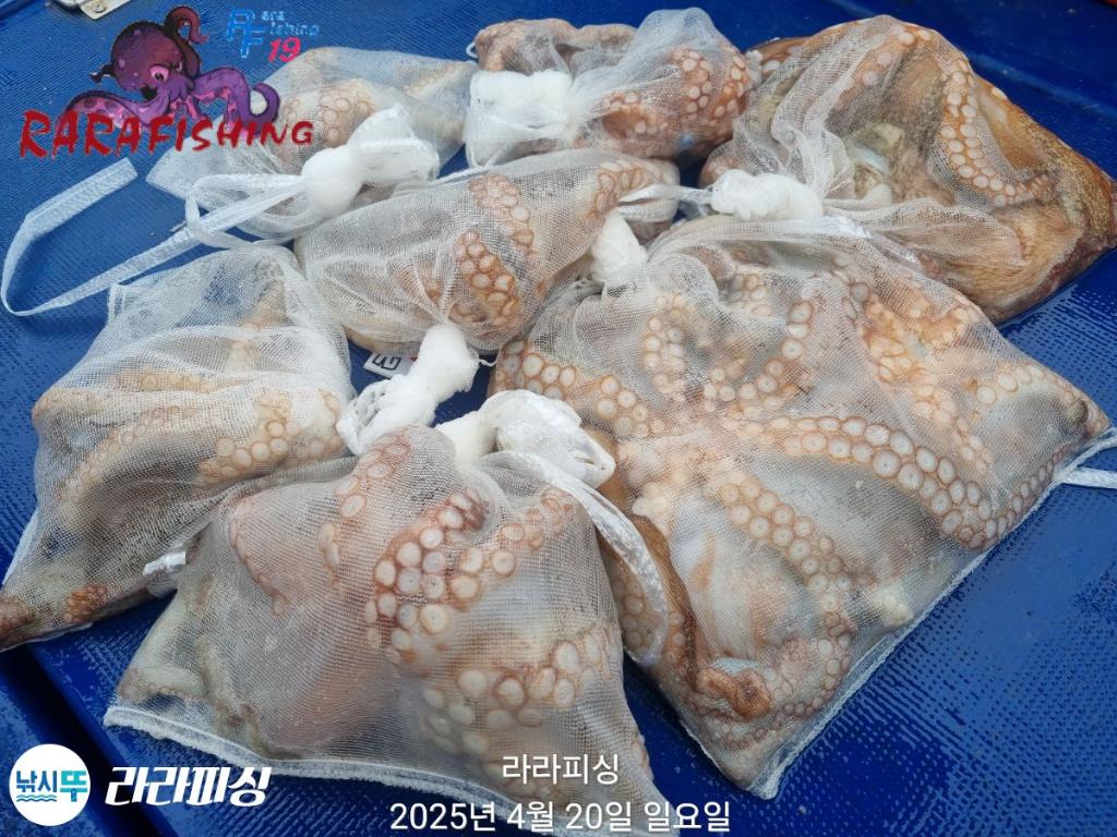 낚시뚜,돌문어,속천항(진해),라라피싱,낚시뚜15