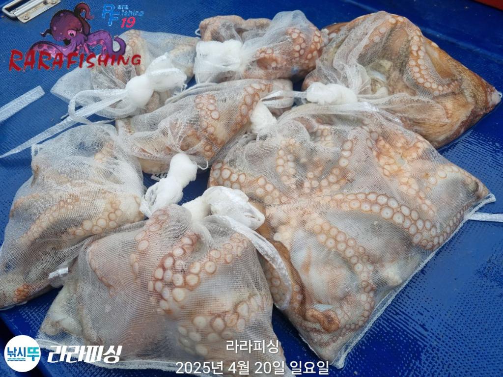 낚시뚜,돌문어,속천항(진해),라라피싱,낚시뚜14
