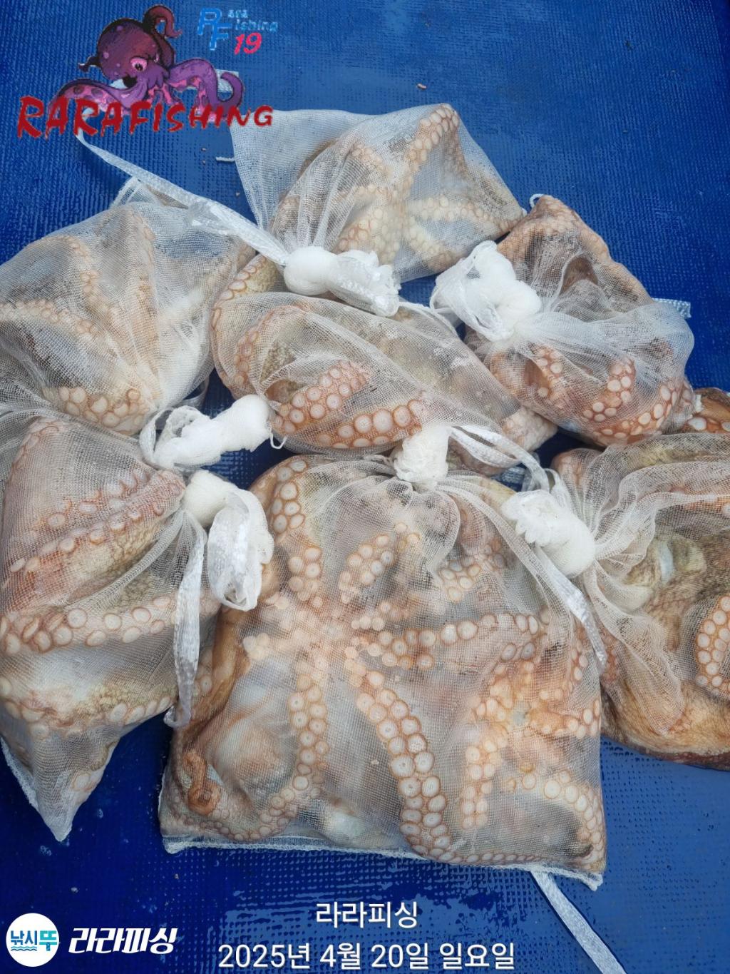 낚시뚜,돌문어,속천항(진해),라라피싱,낚시뚜13