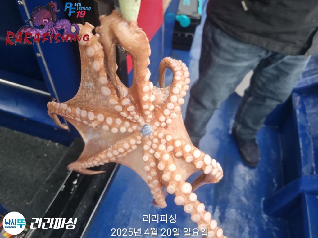 낚시뚜,돌문어,속천항(진해),라라피싱,낚시뚜11