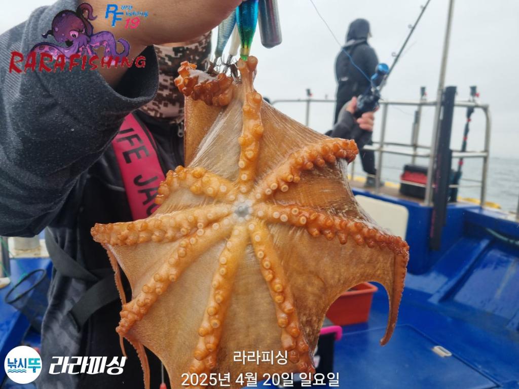 낚시뚜,돌문어,속천항(진해),라라피싱,낚시뚜10