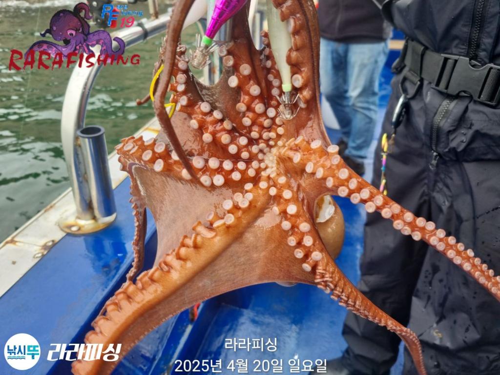 낚시뚜,돌문어,속천항(진해),라라피싱,낚시뚜3