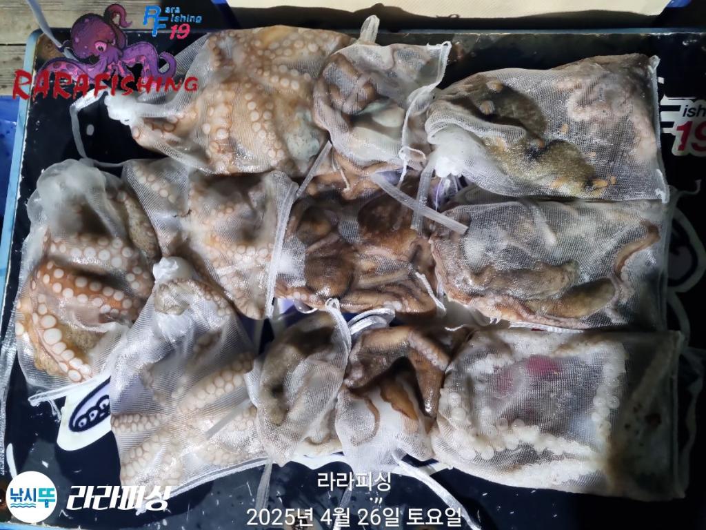 낚시뚜,낙지,속천항(진해),라라피싱,낚시뚜24