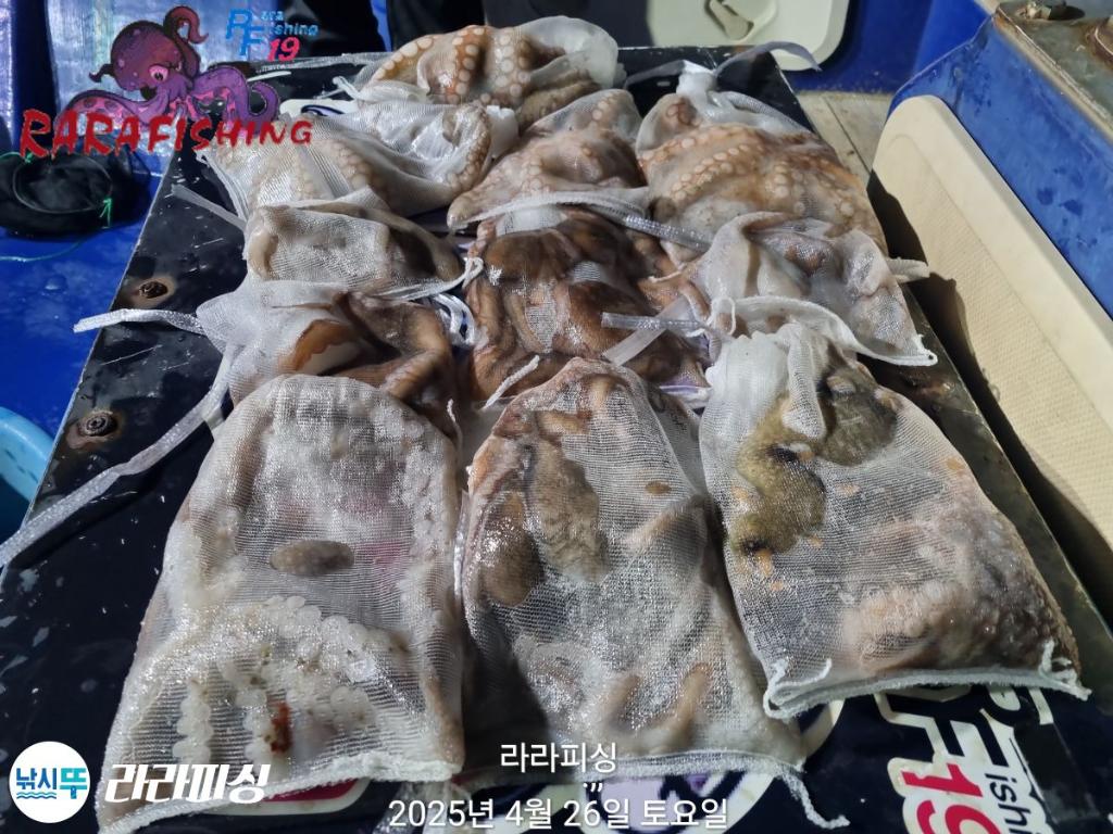 낚시뚜,낙지,속천항(진해),라라피싱,낚시뚜22