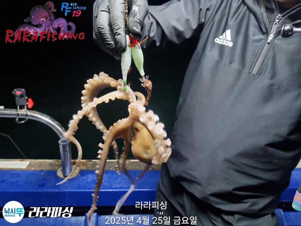 낚시뚜,낙지,속천항(진해),라라피싱,낚시뚜17