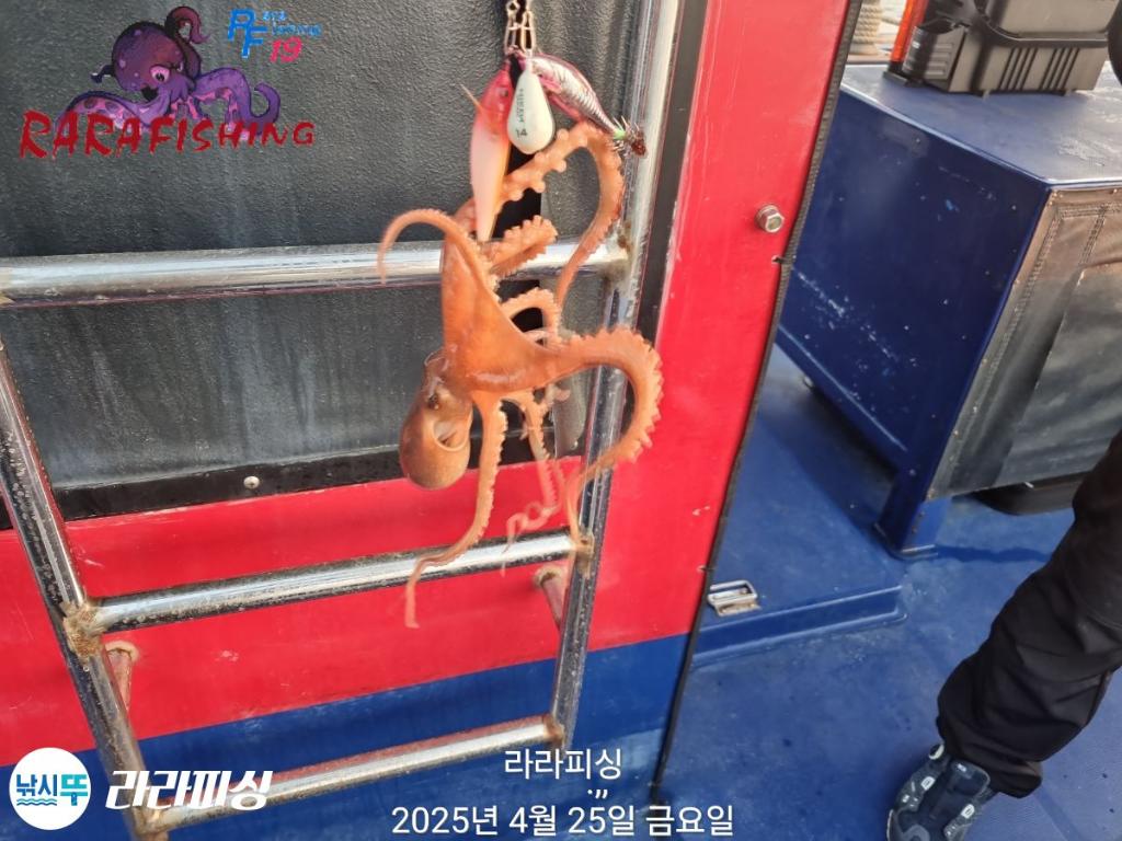 낚시뚜,낙지,속천항(진해),라라피싱,낚시뚜11