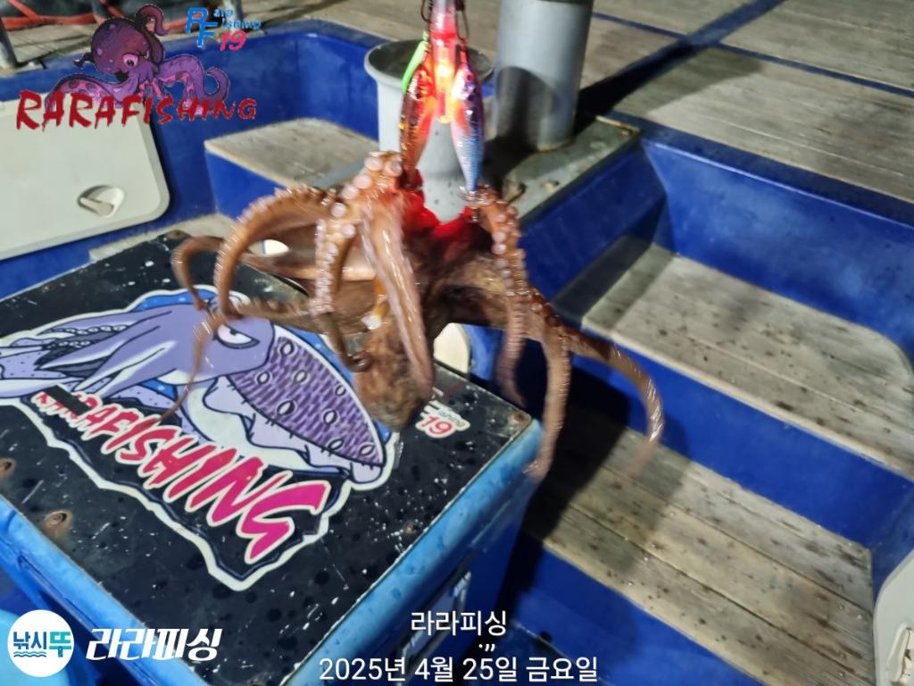 낚시뚜,낙지,속천항(진해),라라피싱,낚시뚜9