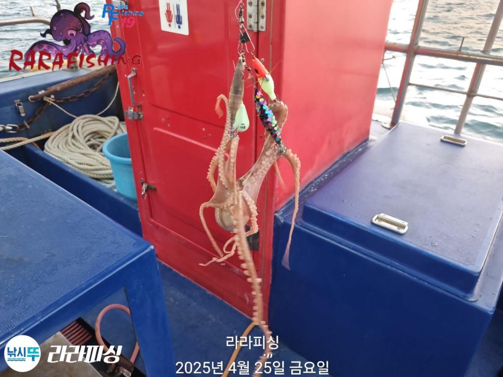낚시뚜,낙지,속천항(진해),라라피싱,낚시뚜7