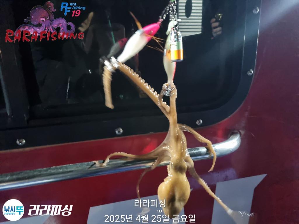 낚시뚜,낙지,속천항(진해),라라피싱,낚시뚜5