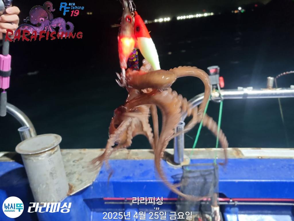 낚시뚜,낙지,속천항(진해),라라피싱,낚시뚜4