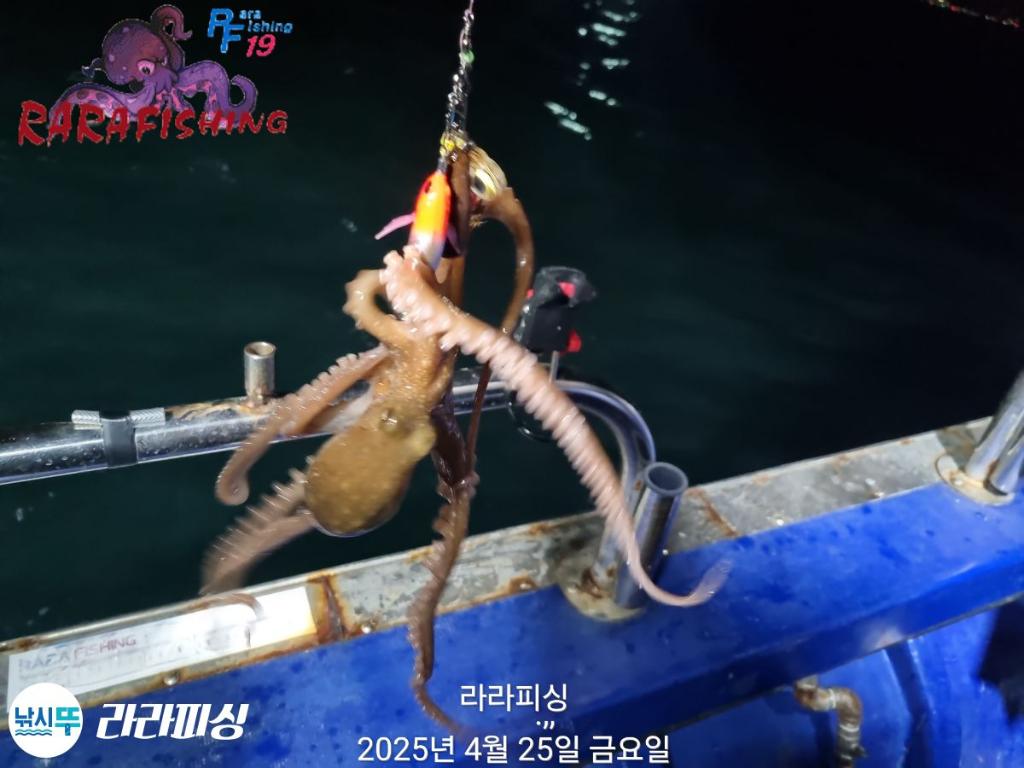 낚시뚜,낙지,속천항(진해),라라피싱,낚시뚜3
