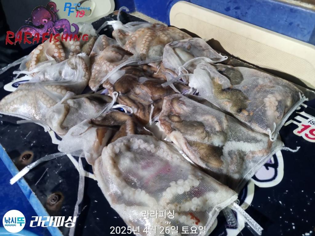 낚시뚜,낙지,속천항(진해),라라피싱,낚시뚜30