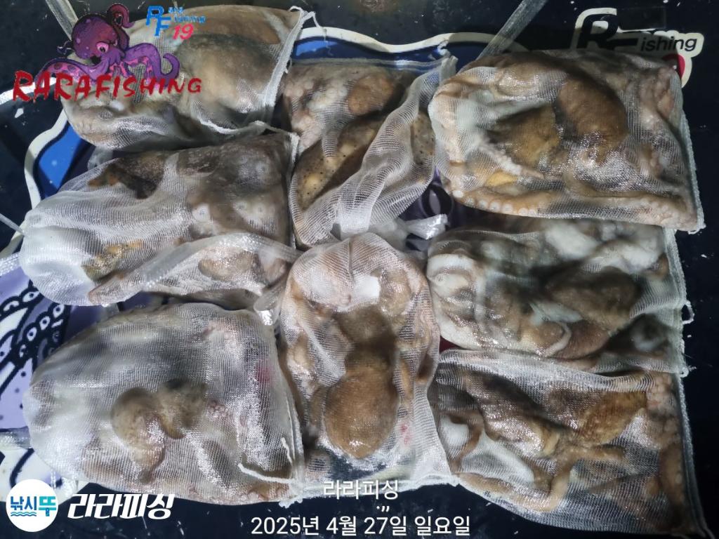 낚시뚜,낙지,속천항(진해),라라피싱,낚시뚜20