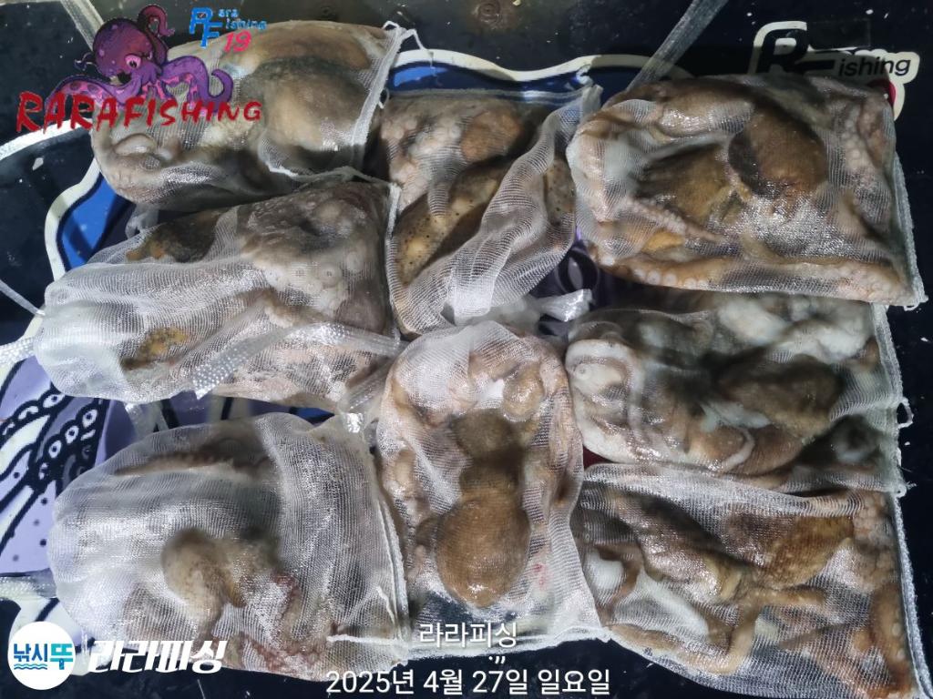 낚시뚜,낙지,속천항(진해),라라피싱,낚시뚜19