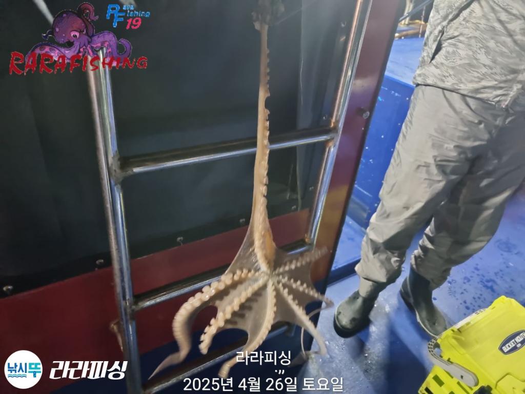 낚시뚜,낙지,속천항(진해),라라피싱,낚시뚜16