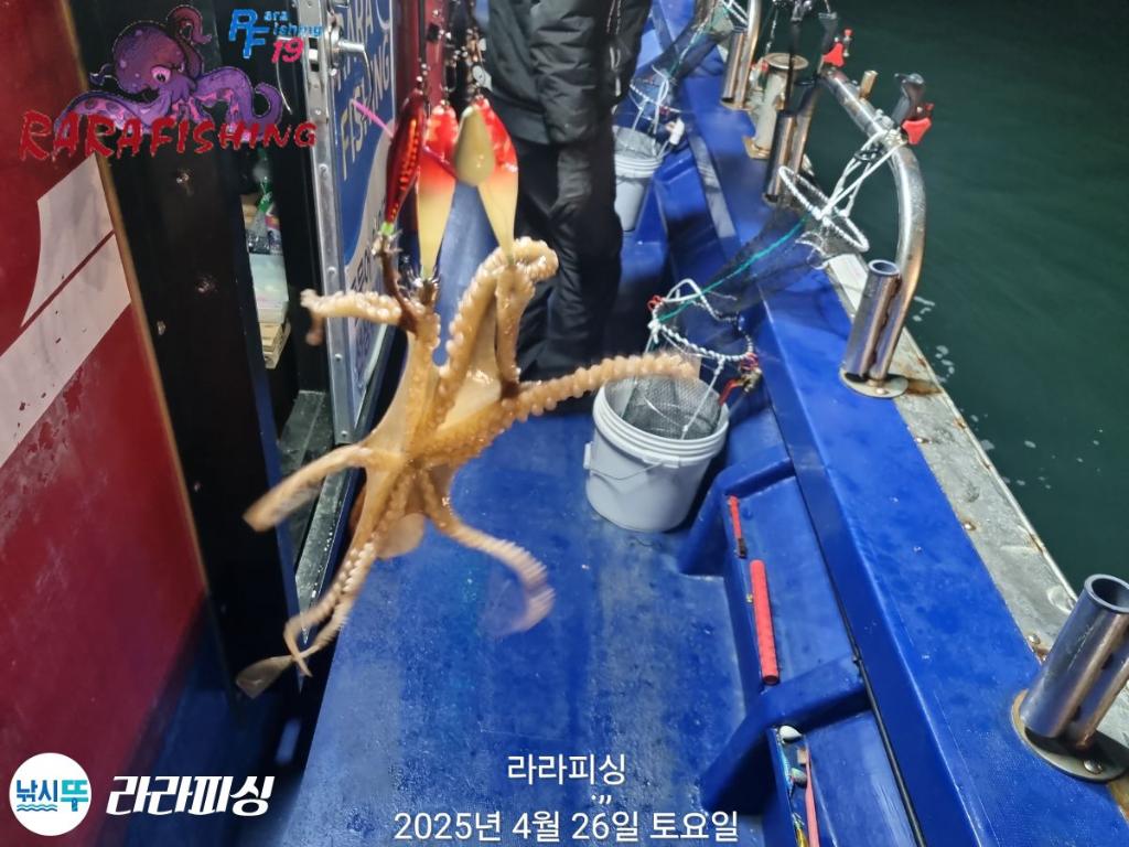 낚시뚜,낙지,속천항(진해),라라피싱,낚시뚜13