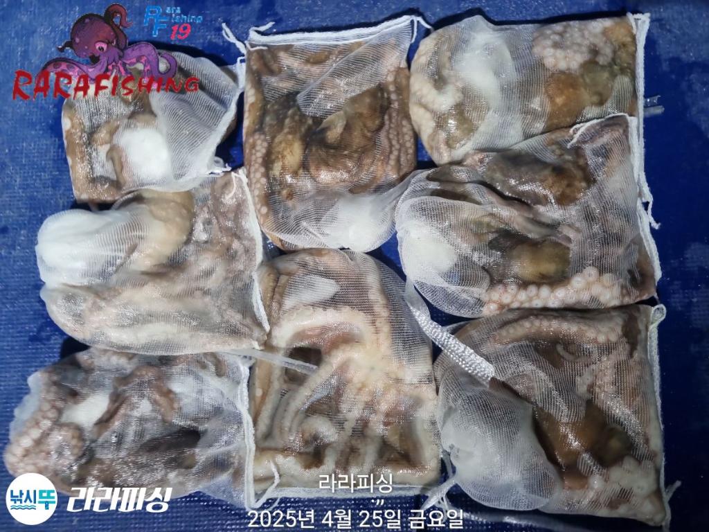 낚시뚜,낙지,속천항(진해),라라피싱,낚시뚜31