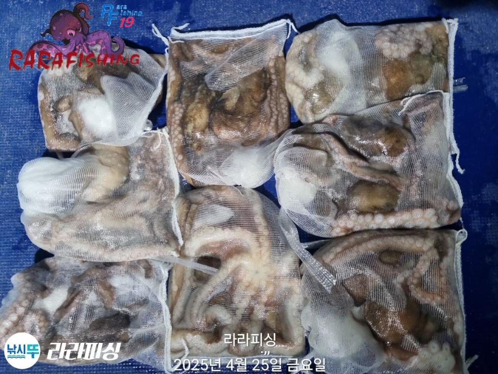 낚시뚜,낙지,속천항(진해),라라피싱,낚시뚜30