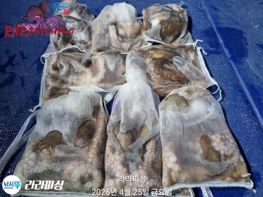 낚시뚜,낙지,속천항(진해),라라피싱,낚시뚜29