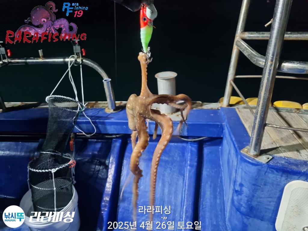 낚시뚜,낙지,속천항(진해),라라피싱,낚시뚜8
