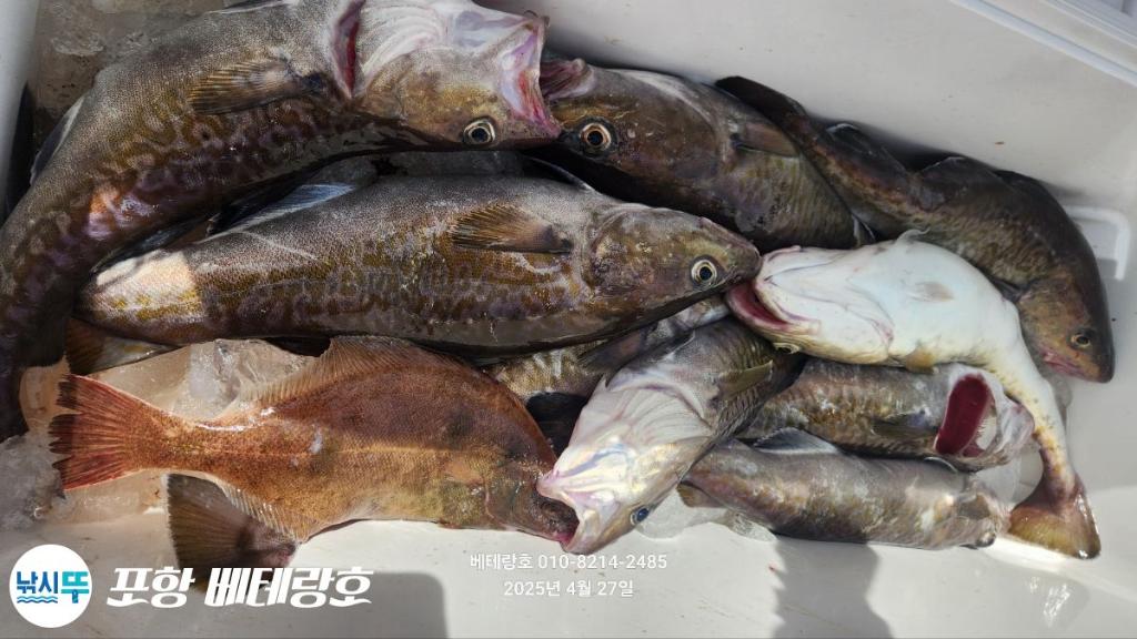 낚시뚜,대구,구룡포항,포항 베테랑호,낚시뚜23