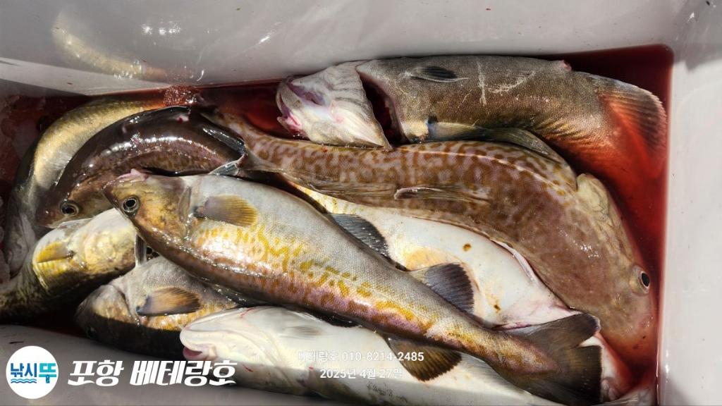 낚시뚜,대구,구룡포항,포항 베테랑호,낚시뚜22