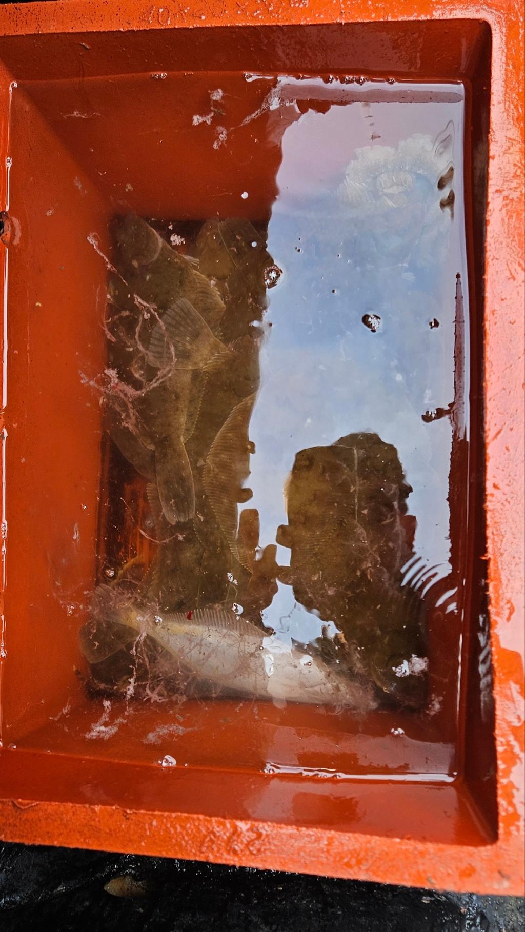 F2666752KE.jpg