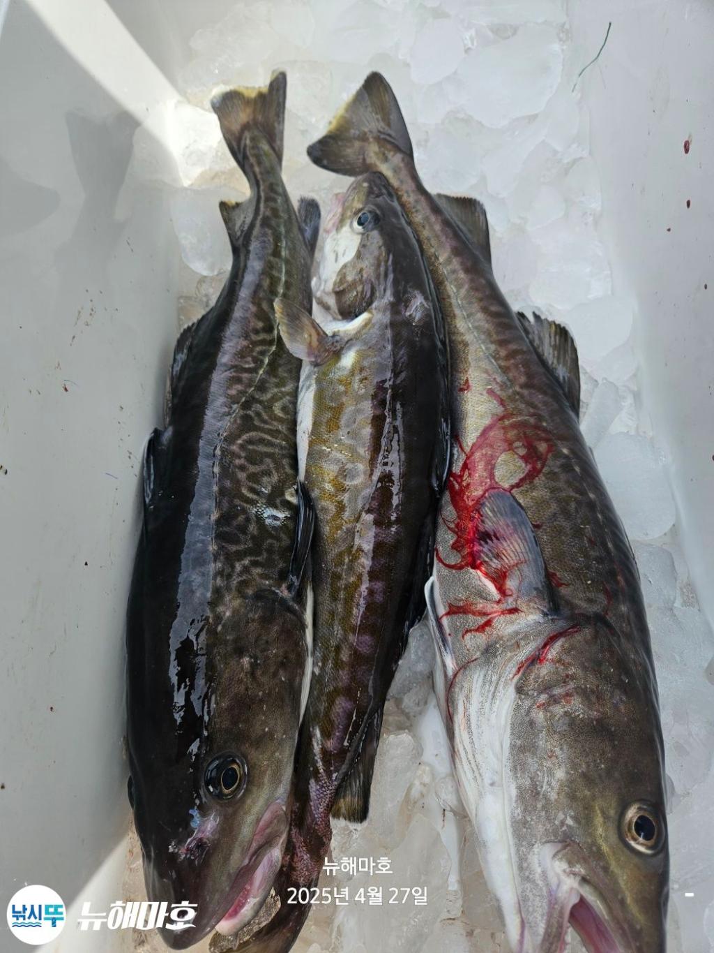 F2666916P6.jpg