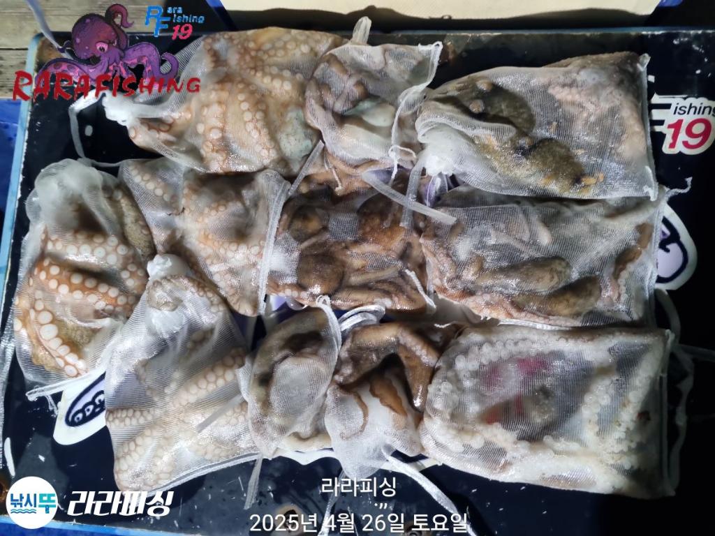낚시뚜,낙지,속천항(진해),라라피싱,낚시뚜25
