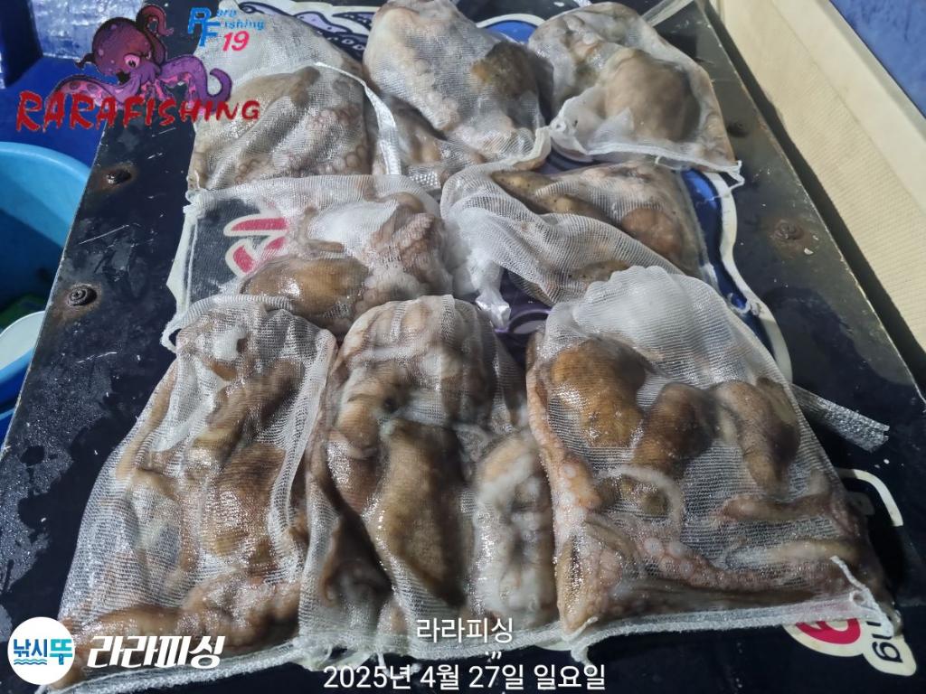 낚시뚜,낙지,속천항(진해),라라피싱,낚시뚜23