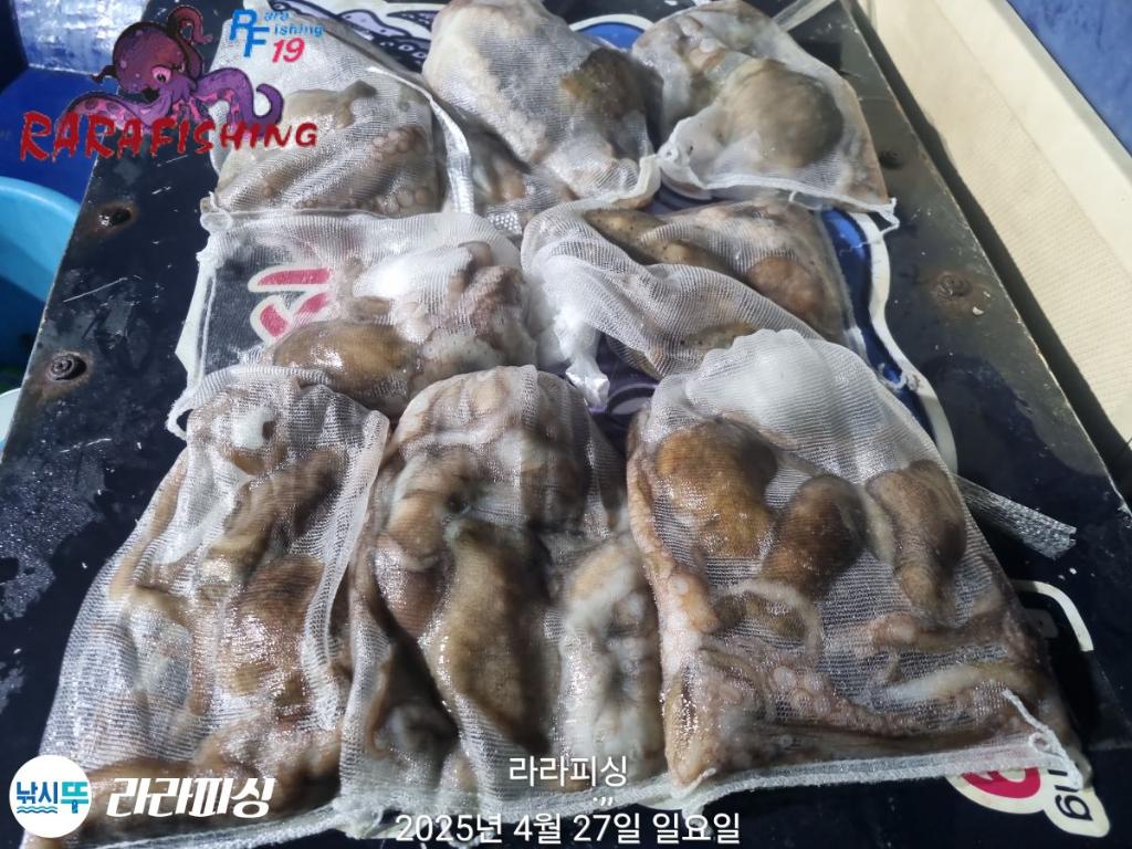낚시뚜,낙지,속천항(진해),라라피싱,낚시뚜22