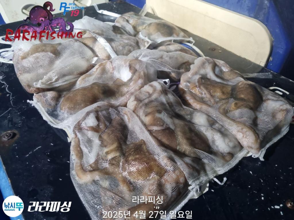 낚시뚜,낙지,속천항(진해),라라피싱,낚시뚜21