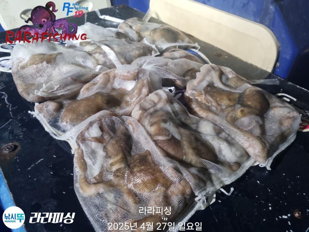 낚시뚜,낙지,속천항(진해),라라피싱,낚시뚜20