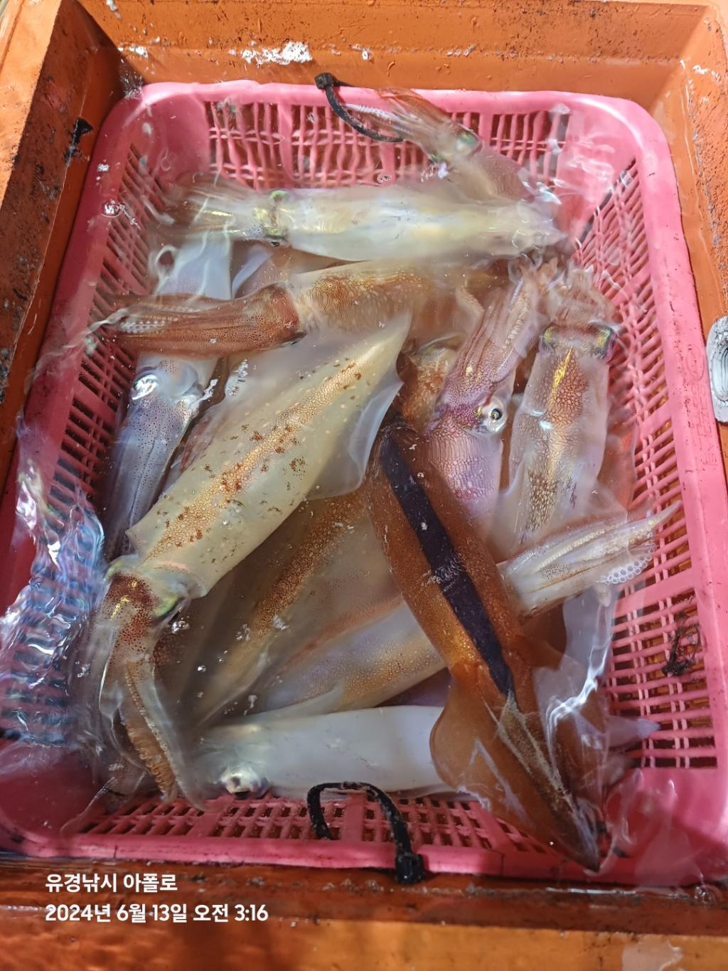F2668029YU.jpg