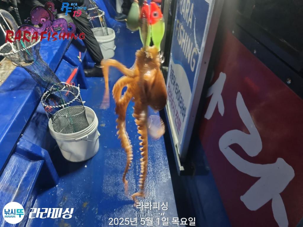 F2668559BI.jpg