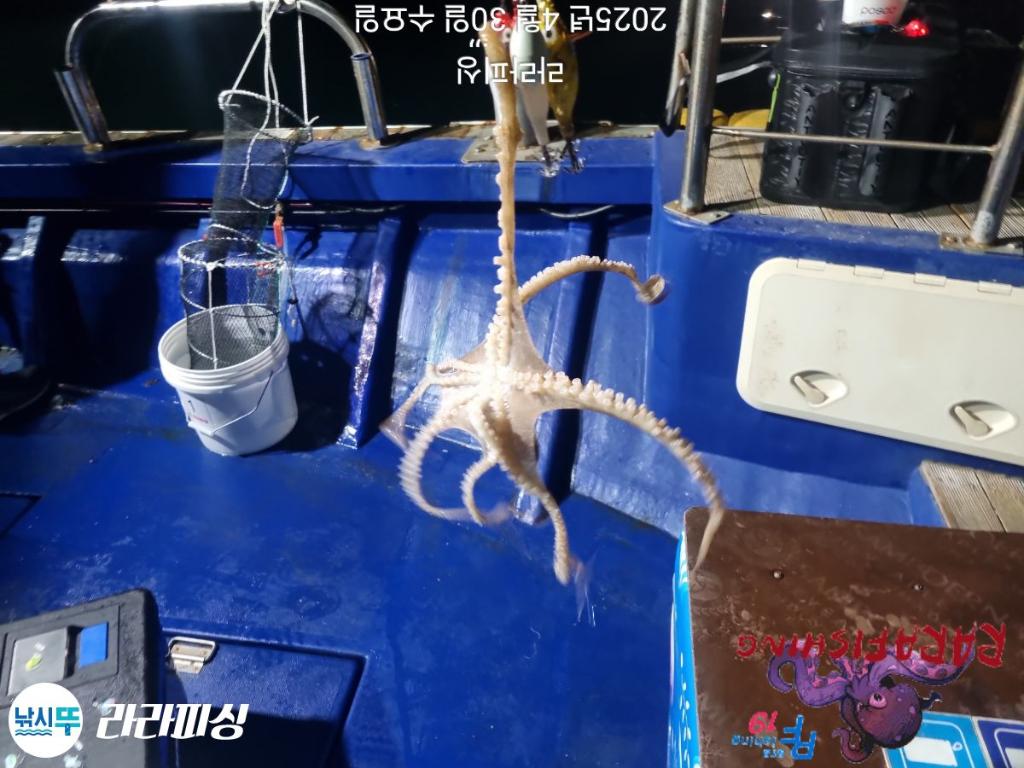 F2668939SK.jpg