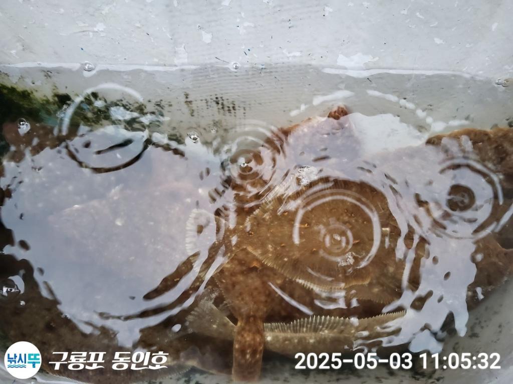 낚시뚜,도다리,구룡포항,구룡포 동인호,낚시뚜25