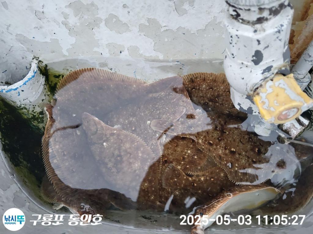낚시뚜,도다리,구룡포항,구룡포 동인호,낚시뚜24