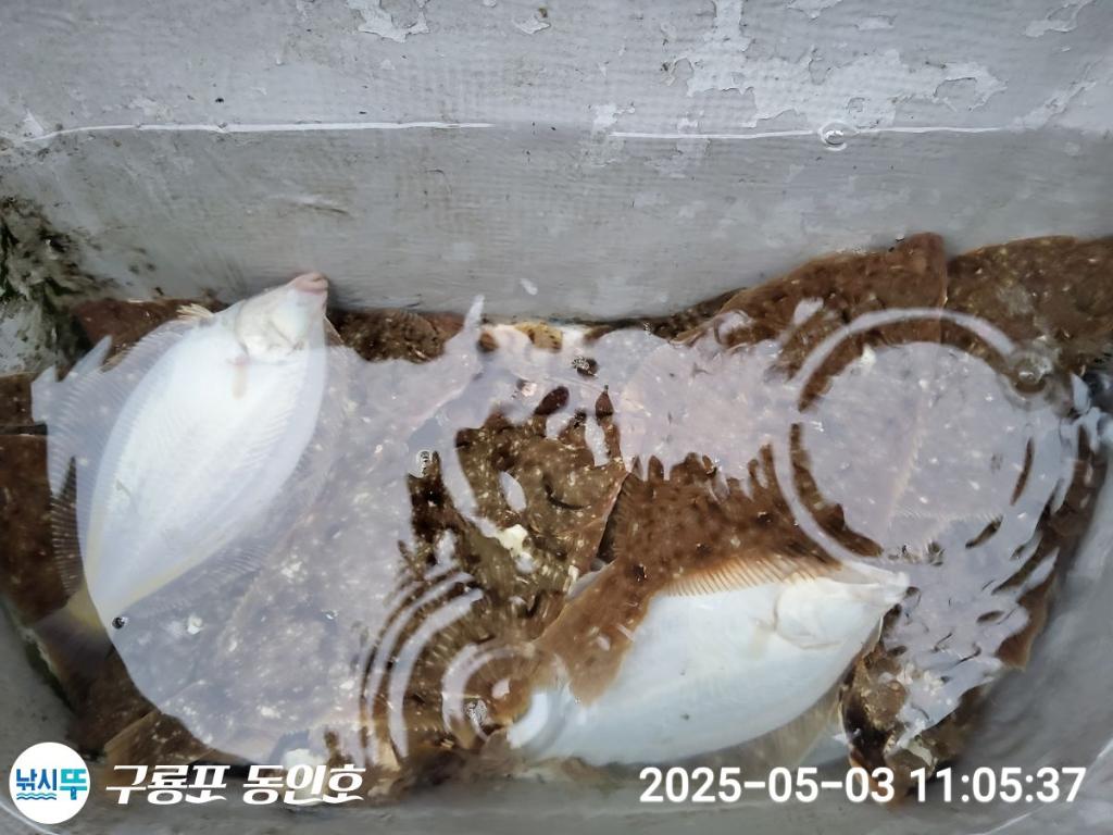 낚시뚜,도다리,구룡포항,구룡포 동인호,낚시뚜23