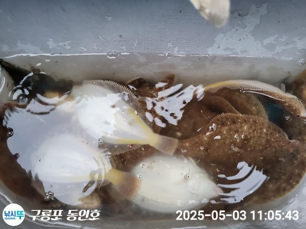 낚시뚜,도다리,구룡포항,구룡포 동인호,낚시뚜22