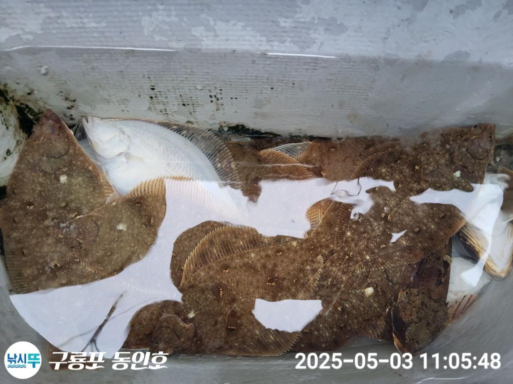 낚시뚜,도다리,구룡포항,구룡포 동인호,낚시뚜21