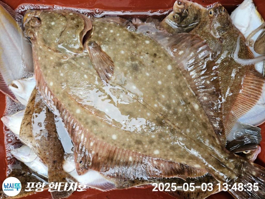 낚시뚜,도다리,포항 동빈항,포항 환타지호,낚시뚜3